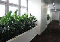 Rostliny pro interiér